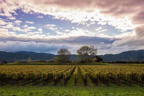 Image Green Vineyard Landscape Against An Open Blue Sky High Res Stock