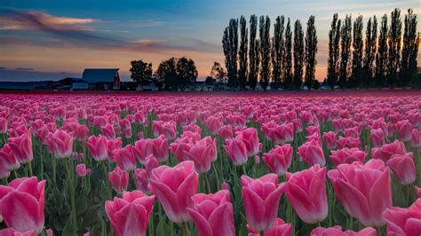 Desktop Wallpapers Tulip Pink Color Fields Flowers Evening 1920x1080