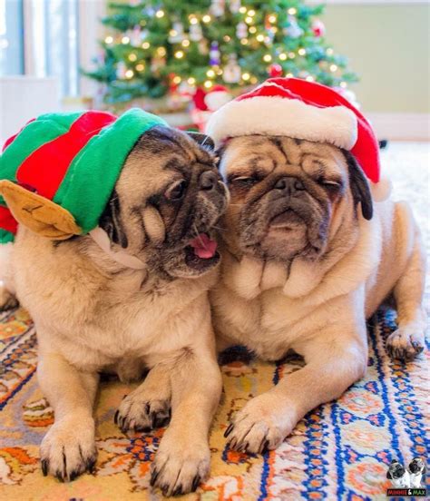 Christmas Pugs Pugs Funny Pugs Pugs In Costume