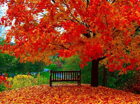 Autumn Wallpapers Autumn Wallpaper Download The Free Wooden Bench