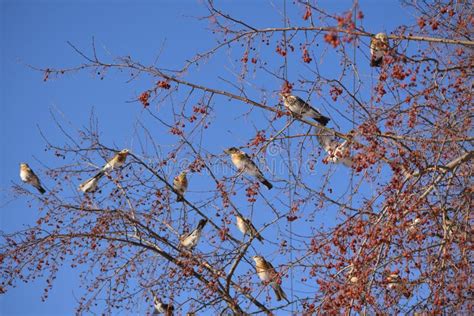 Fieldfare Thrush Birds Snowbirds Blackbirds Eating Berries On A Tree