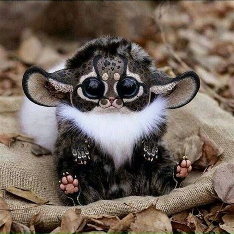 Real Life Gremlin Southeast Africa Monkey From Madagascar Pictures