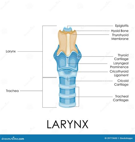 Diagram Of The Larynx Diagram Resource Gallery