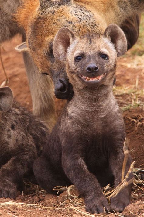 Ridiculously Photogenic Hyena Animais Sorrindo Animais Bonitos