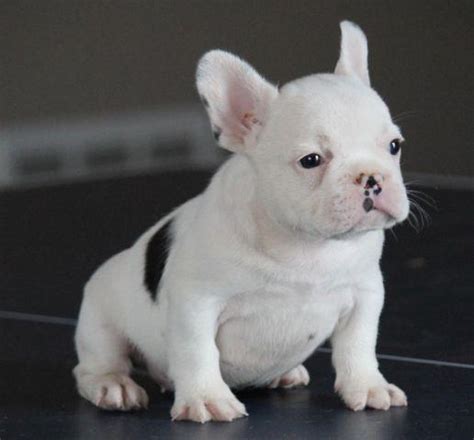 10 Week Old French Bulldog Male With Blue Genetics For Sale In