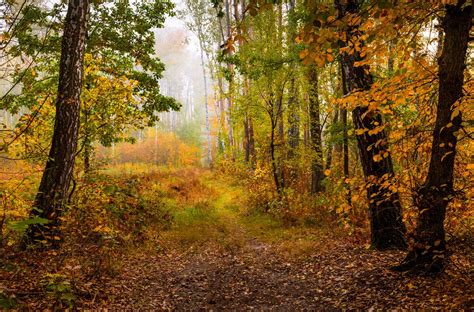 Autumn Walk In The Forest Near Kiev Ukraine By Oksana