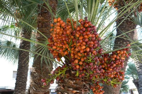 Dates grow on date palm trees, which can make them difficult to harvest. Get Much Information: Fruits - 1