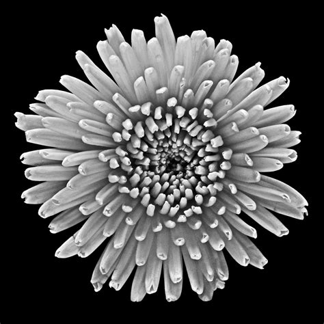 But black and white flower provide its own beauty and beauty. Classic Black and White Flowers | Art Photo Web Studio