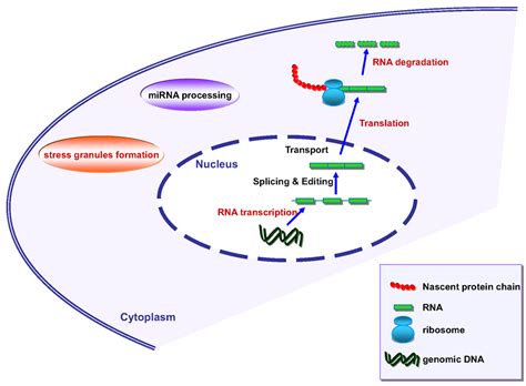 Frontiers | Molecular Mechanisms in Amyotrophic Lateral Sclerosis: The