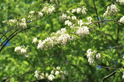 Black Locust Tree A Healthy Life For Me