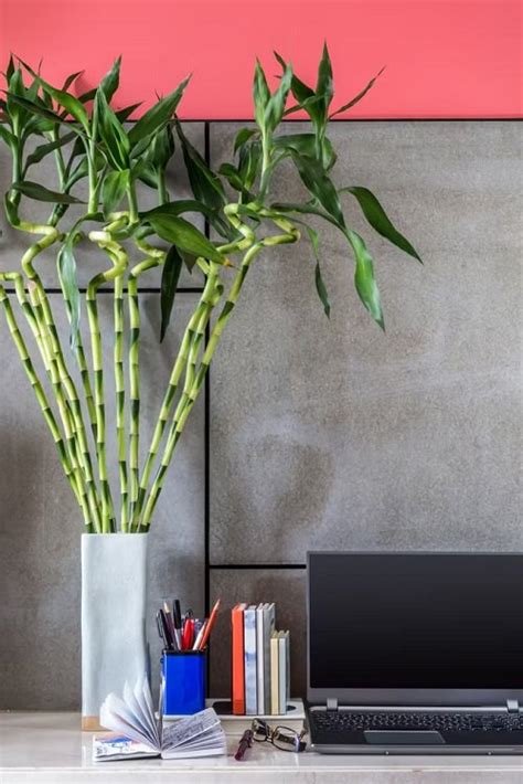 26 Best Office Desk Plants That Dont Need Space Thuy San Plus