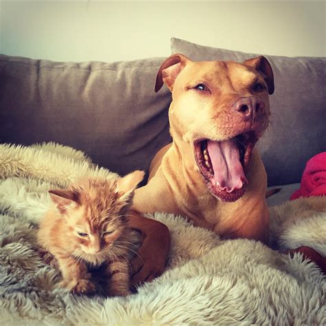 Rescue Pit Bull Gets His Own Kitty Loves Her Like A Daughter Bored Panda