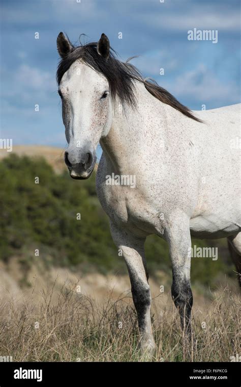 Wild Horses Equs Ferus Mustang Feral Theodore Roosevelt National