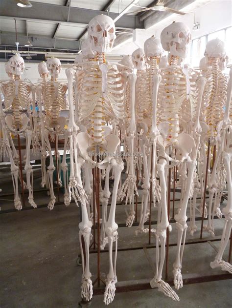 Life Size 180 Cm Cheap Plastic Skeleton For Sale From Shanghai Buy