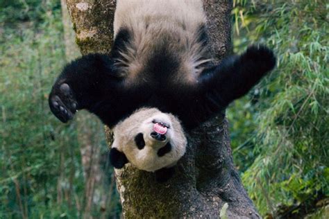 Pandamonium Meet The Cub Whos The Real Life Kung Fu Panda Animals And