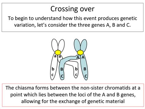 Meiosis And Variation Edexcel A Level Biology B Teaching Resources
