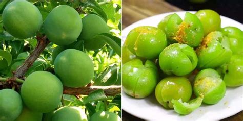 Minnan Sour Plums Are Doing Well In The Chinese Market