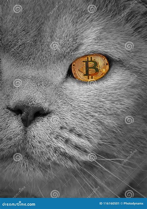 Pedigree Cat Bitcoin Eye Cryptocurrency Stock Image Image Of Feline