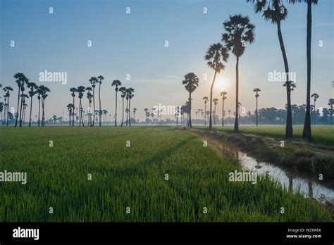 Dong Tan And A Beautiful Green Rice Plant Thailand Stock Photo Alamy