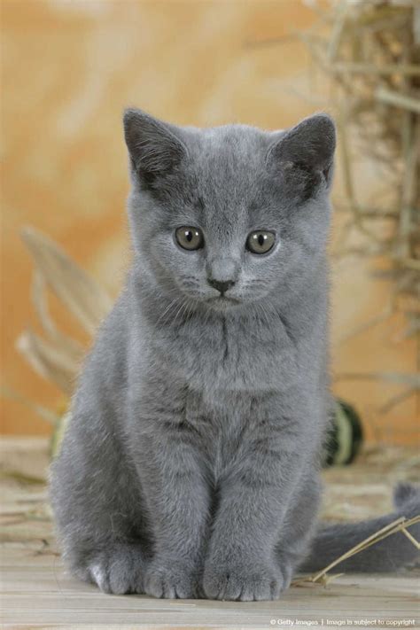 British Shorthair Cat Kitten Londonkruwmerritt