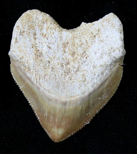 Nice Squalicorax Crow Shark Fossil Tooth For Sale 19278