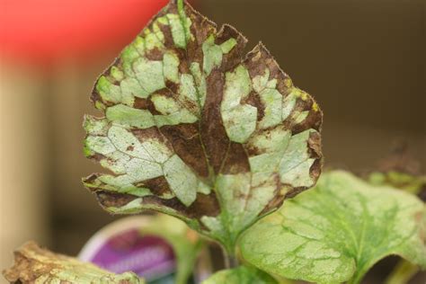 Nematodes In Home Gardens And Landscapes Plant Pest Diagnostics