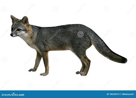 Gray Fox Urocyon Cinereoargenteus Stock Photo Image Of Animal