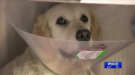 Dog Recovering After Eating Food Stuffed With Pins At Fort