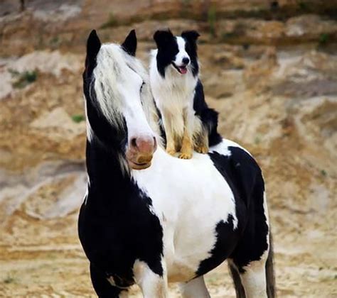 13 parejas de animales que parecen ser hermanos. Atención a la pareja 9