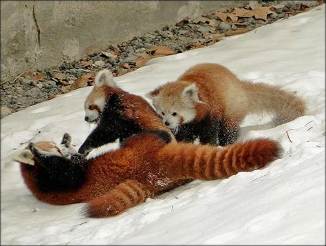 The Life Cycle Of Pandas