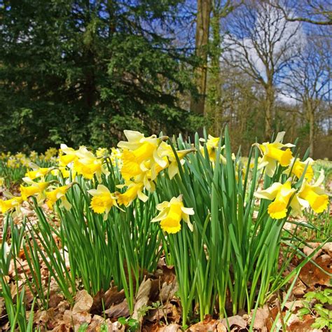 Wild Daffodil Bulbs Pseudonarcissus Lent Lily Lobularis Woodland Bulbs