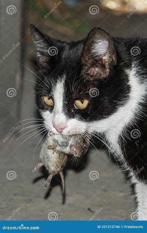 Cat And Mouse Cat With A Mouse In Her Mouth Cat Eating A Mice The