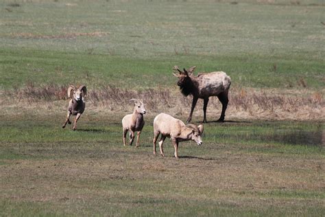 Rare Encounter Photograph By Shane Bechler Fine Art America