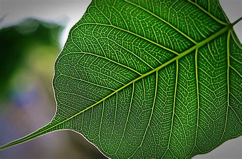 Jun 05, 2021 · many toronto maple leafs' fans, although the stanley cup playoffs continue in the background, are preparing for what promises to be a busy and interesting offseason for their team. the Pipal tree leaf photo & image | plants, fungi ...