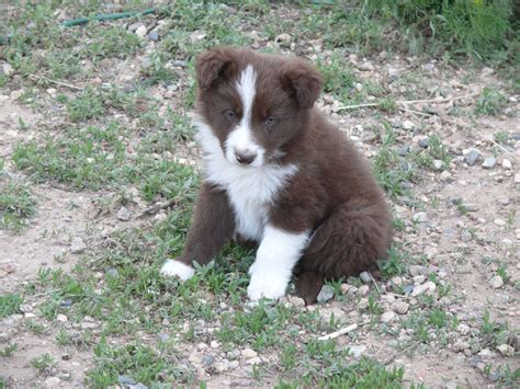 Meet shasta, sprite and fanta. Border Collie puppies for sale