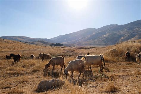 Cattle Herd Of Goat Eating Grasses Cow Image Free Photo