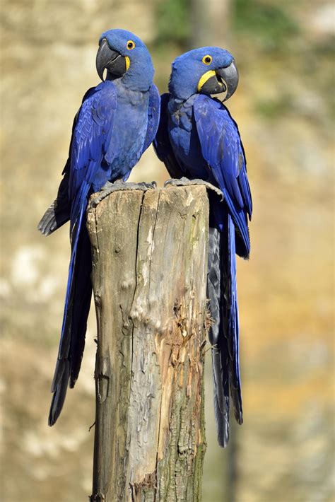 Quick Facts About The Oh So Pretty Hyacinth Macaw