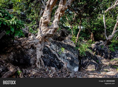 Tree Root Splitting Image And Photo Free Trial Bigstock