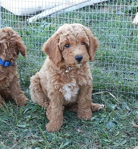 Goldendoodle Puppies For Sale | Raleigh, NC #292796