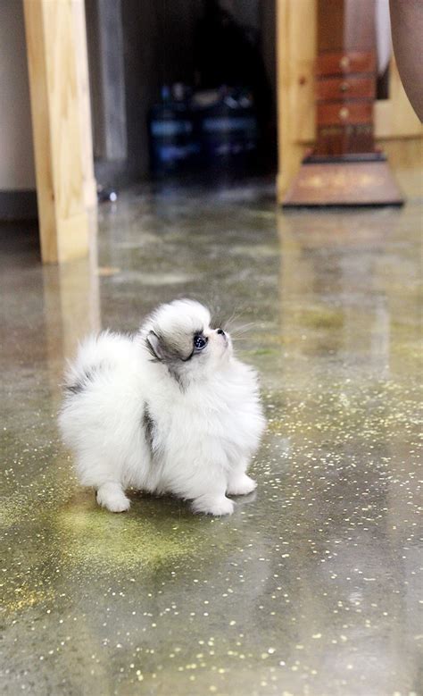 77 Fluffy Cute Teacup Pomeranian Pictures Of Puppies L2sanpiero