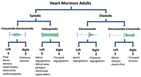 differential algorithm for adult heart murmurs dr grepmed