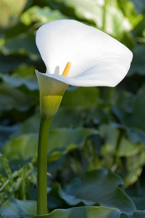 Zantedeschia Aethiopica New Zealand Plant Conservation Network