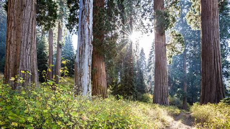 Conservation Group Buys Worlds Largest Privately Owned Giant Sequoia