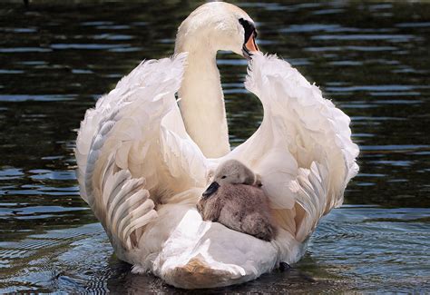 Swan Mother Carrying Her Baby Image Abyss