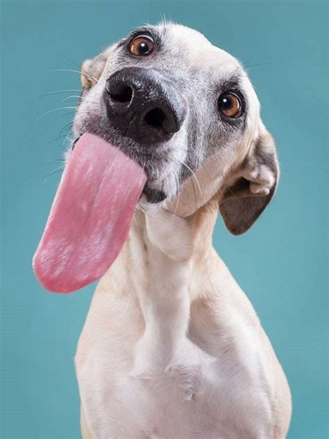Funny Dog Portraits By Elke Vogelsang - 20 Pics ...