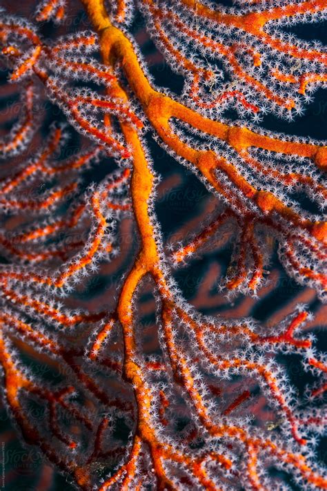 Orange Sea Fan Coral On The Reef Underwater In Indonesia By Soren Egeberg