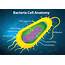 Bacteria Cell Structure 365530  Download Free Vectors Clipart