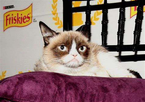 Le Phénomène Grumpy Cat Expliqué Aux Enfants