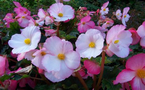 Begonia Flower Decorative Flowering Plants A Combination Of Flowers