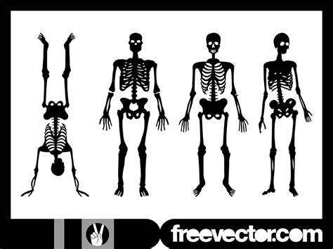 Human Skeletons Graphics Vector Art Graphics Freevector